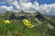 02 Da Cima Lemma con pulsatille alpine sulfuree vista verso i Laghi di Porcile con i soprastanti Cima Cadelle al centro e Monte Valegino a dx